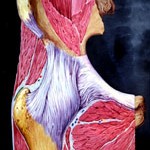 Articolazione sana (anca)